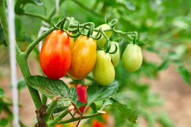 Ripe tomatoes in garden, fresh red vegetable hanging on branch