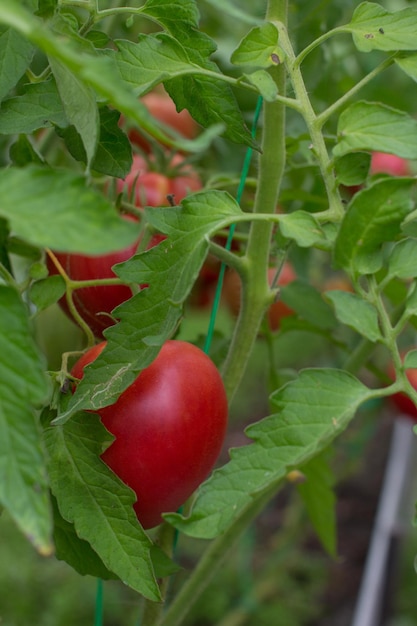 ripe tomatoes in the greenhouse Harvesting ripe crops gardening