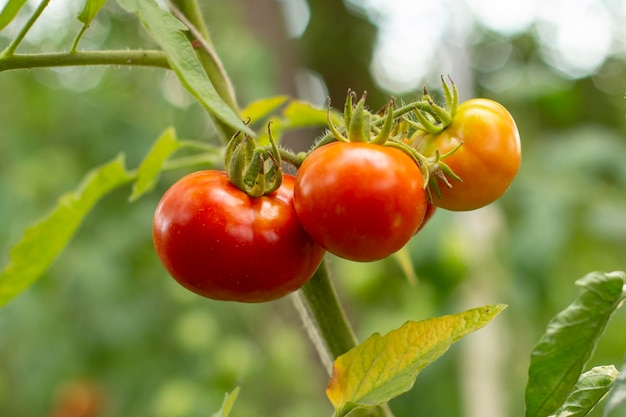 Ripe tomatoes growing on bushes in the garden