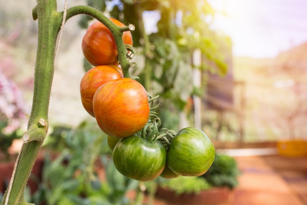 Foto pomodori maturi su una vite che cresce su un giardino in serra