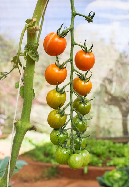 Foto pomodori maturi su una vite che cresce su un giardino in serra