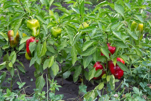 Photo ripe and unripe bell pepper growing on bush in the garden bulgarian or sweet pepper plant