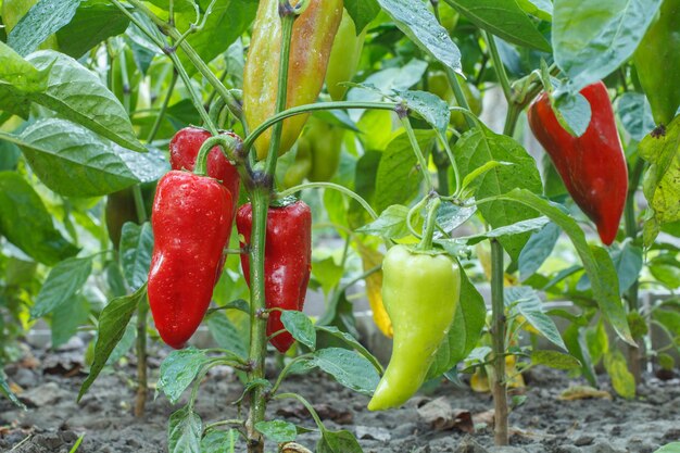 Ripe and unripe bell peppers with water drops growing on bushes in the summer garden