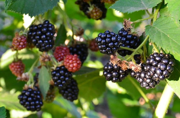 Foto more mature e acerbe sul cespuglio di more nel giardino da vicino. cibo sano o concetto di dieta.