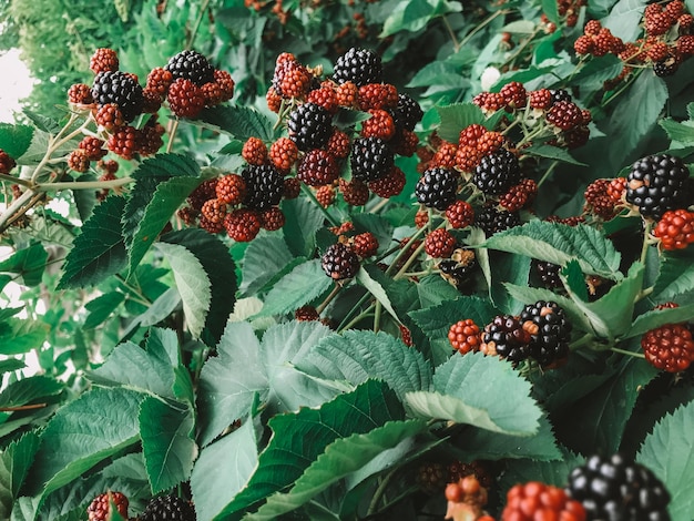 Ripe and unripe Blackberries on the bush Bunch of berries