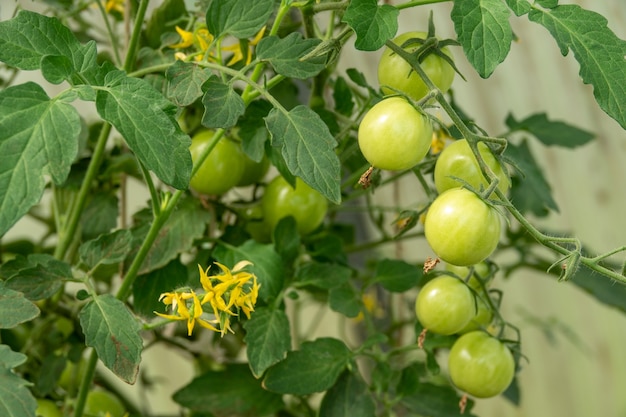 Ripe and unripe grape tomatoes in hydroponics farm ecology concept