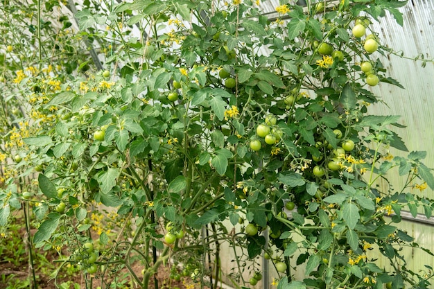 Ripe and unripe grape tomatoes in hydroponics farm ecology concept