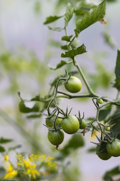 Ripe and unripe organic tomatoes growing in greenhouse at summer