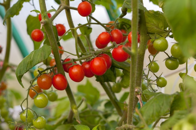 Ripe and unripe tomato on a branch