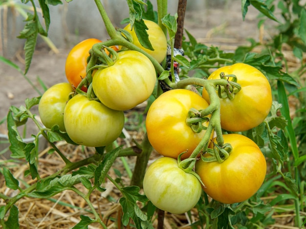 庭の茂みに生えている完熟トマトと未熟トマト