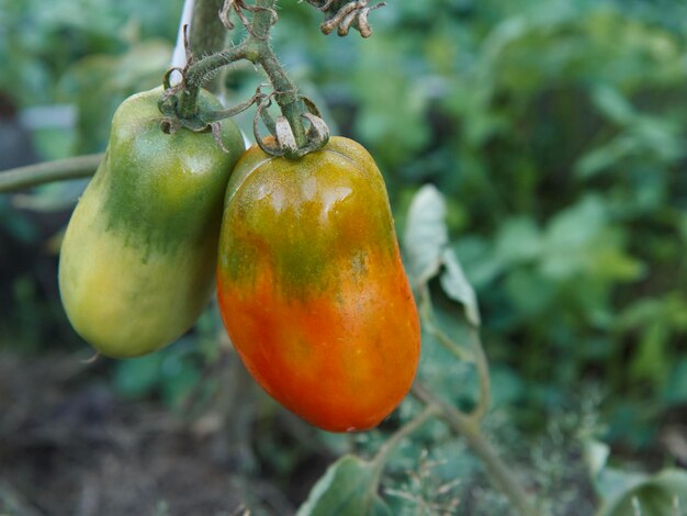 정원의 덤불에서 자라는 익은 토마토와 설익은 토마토
