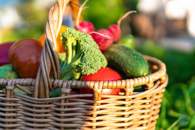 Ripe vegetables in a basket on the green grass in the garden