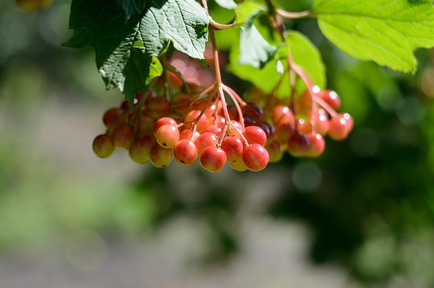 ripe viburnum berries on a branch close-up