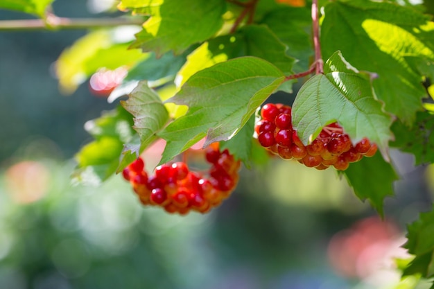 Ripe viburnum berries on a branch in a summer garden Medicinal plants
