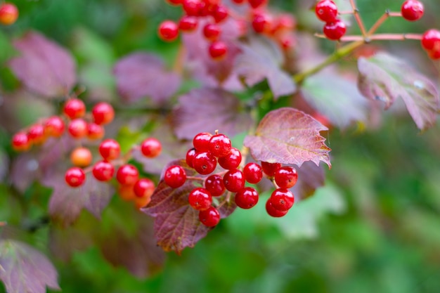 Ripe viburnum berries on a bush in summer