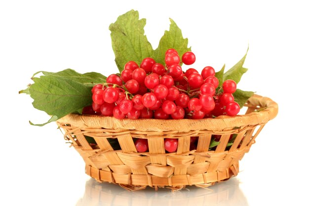 Ripe viburnum in a wicker basket isolated on white