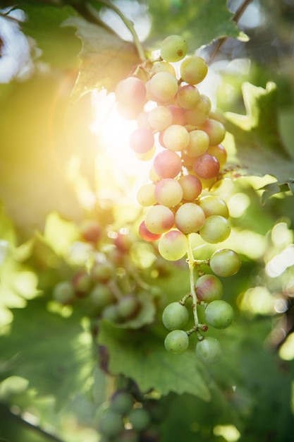 Спелый виноград на ферме в Италии