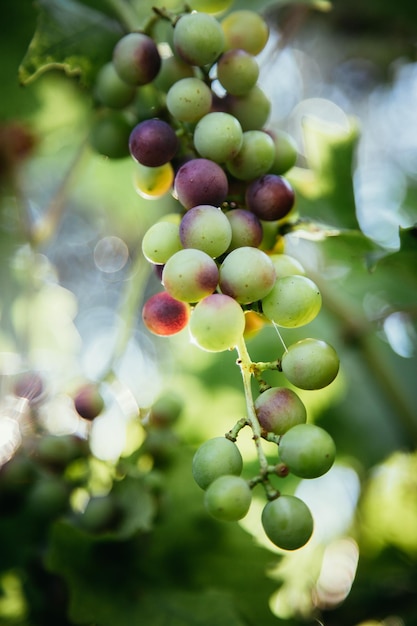 Ripe Vine grapes on a farm Italy