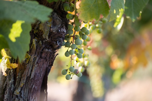 Ripe Vine grapes on a farm Tuscany Italy