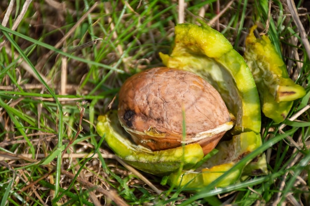 Ripe walnut fell on the grass