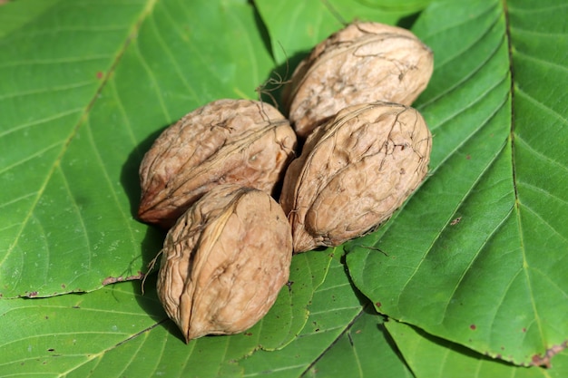 Ripe walnuts on green leaf