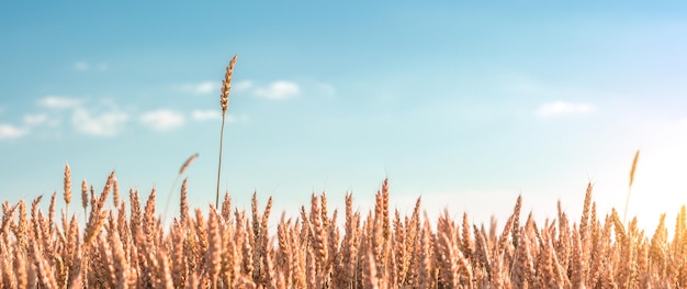 Ripe wheat in the agricultural field Golden ears of wheat on a hot sunny day