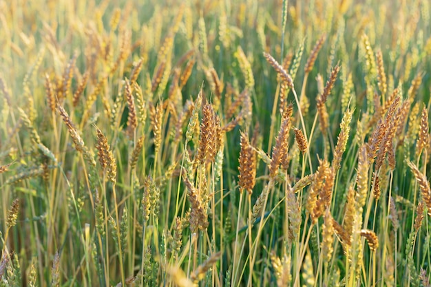 Ripe wheat in an agricultural field. Harvest time. Spike of wheat close up. Natural rural landscape.