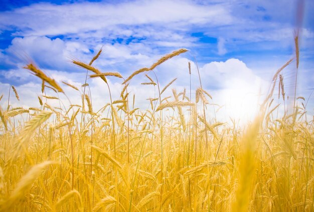 Ripe wheat under blue sky and fun sun