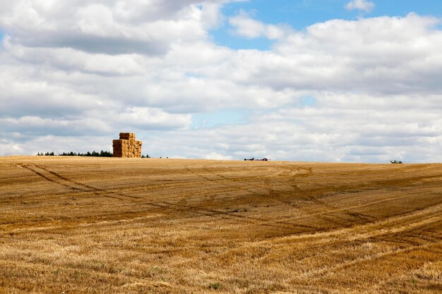 Ripe wheat crop