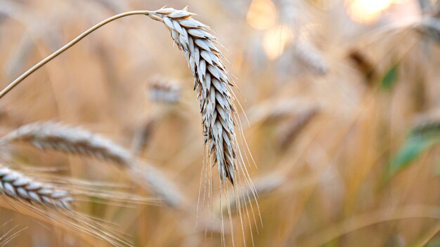 ripe wheat ears in the field are filled with sunlight and warmth