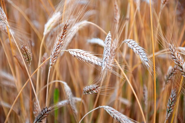 ripe wheat ears in the field are filled with sunlight and warmth