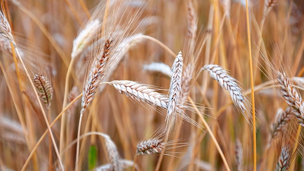 ripe wheat ears in the field are filled with sunlight and warmth