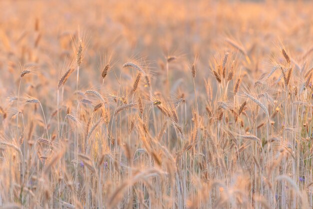 Ripe wheat field at sunset lit by golden sun rays.