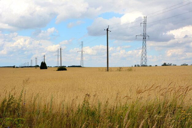 ripe wheat field with electric poles and amazing cloudscape on background