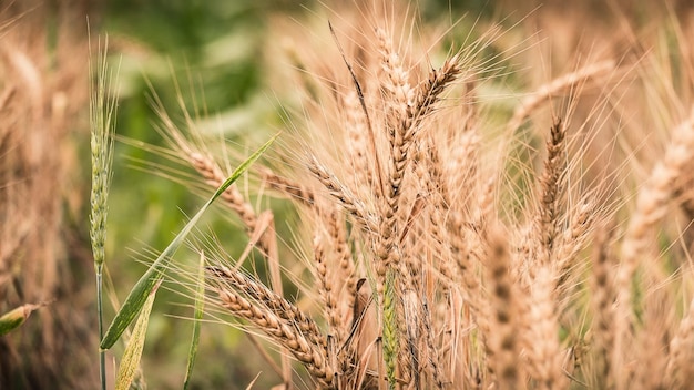 Ripe wheat grains in the field