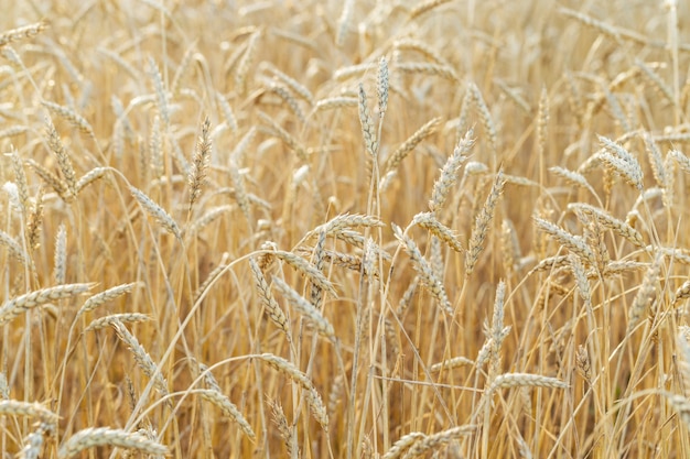 Ripe wheat grows on an agricultural field