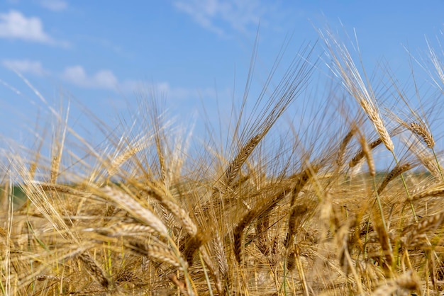 Ripe wheat harvest in summer