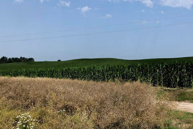 Raccolto di grano maturo in estate