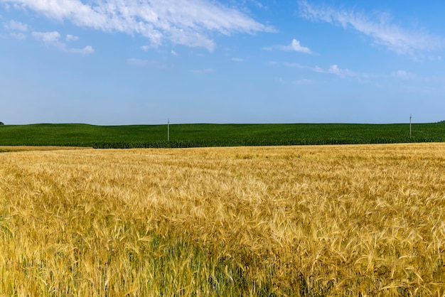 Raccolto di grano maturo in estate