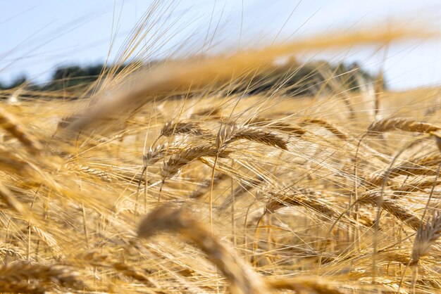 Raccolto di grano maturo in estate