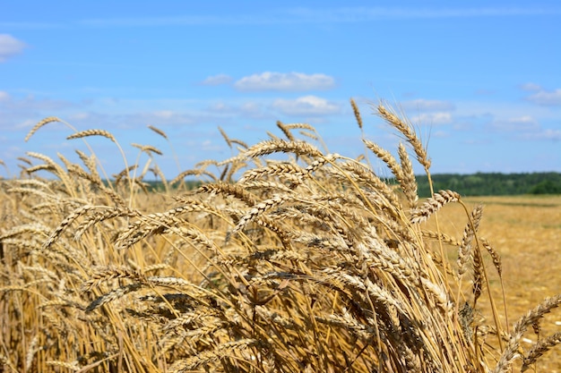 ripe wheat plant with stems and ears on agricultural field in sunny day, close-up