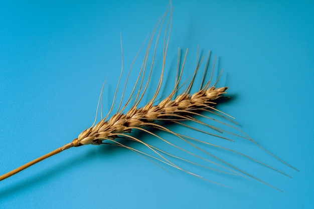 Ripe wheat spikelets over blue paper background,flat lay.