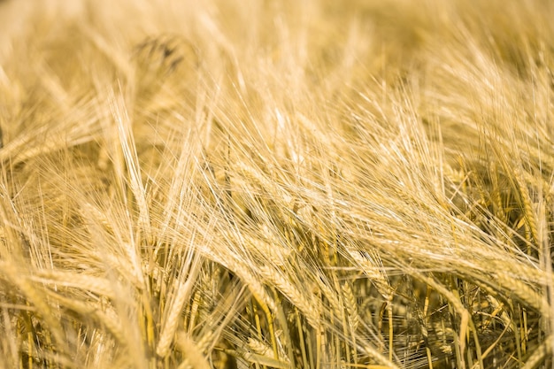 Спелая пшеница на закате Пейзаж
