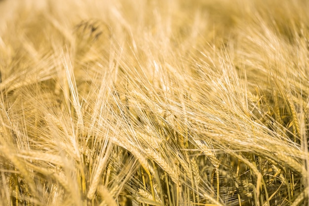 Ripe wheat at sunset Landscape