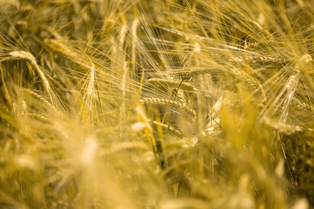 Ripe wheat at sunset Landscape