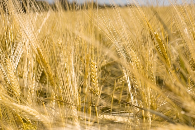 Ripe wheat at sunset Landscape