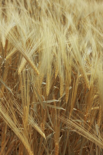 Photo ripe wheat