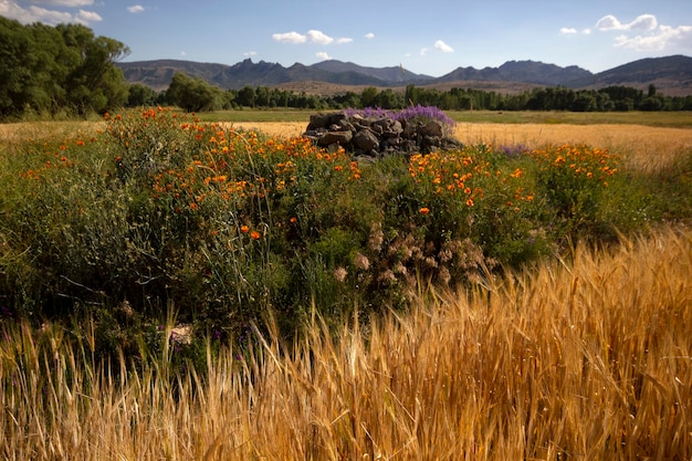 Ripe wheats and poppy flowers