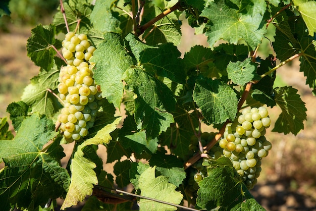 Ripe white grapes in the vineyard in the rays of the bright sun