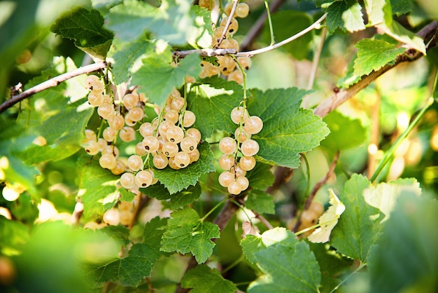 写真 庭の茂みに熟した白または黄色のスグリ。新鮮な緑の葉を持つ果実の束